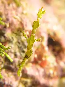 Solenostomus halimeda