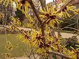 Hamamelis en Fürth (Alemania).