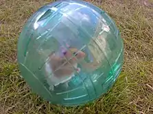 Hamster_In_A_Ball_(4055106363)