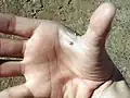 Hand web piercing: se hace entre el dedo índice y el pulgar.