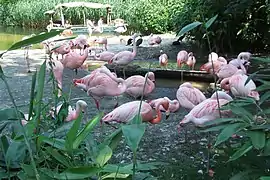 Flamencos en el zoo