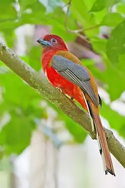 Harpactes erythrocephalus un trogón