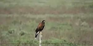 Gavilán mixto (Parabuteo unicinctus) en la vía al Mezquital, Municipio de Matamoros, Tamaulipas, México (18 de marzo de 2009).