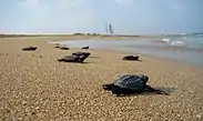 Crías de la tortuga boba (Caretta caretta) en la costa de Atlit, en su travesía hacia el mar