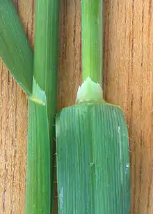 Lígula membranosa en avena (Avena sativa).