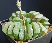 Haworthia truncata (híbrido)