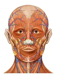 Anatomía de la cabeza, vista anterior.