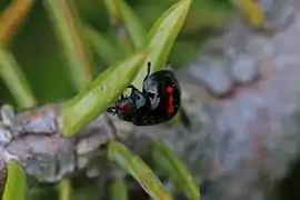 Adulto de Chilocorus bipustulatus sobre hoja.