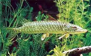 Abdominal. Lucio europeo (Esox lucius)