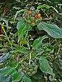 Hojas y frutos de Hedera helix