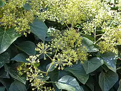 Hedera helix