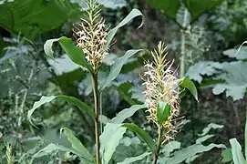 Hedychium hyb.