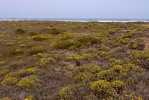 Vegetación dunar en la playa de las Amoladeras.