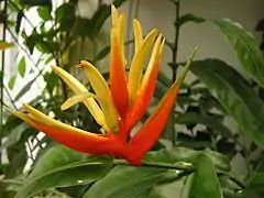 Heliconia aurantiaca