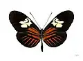 Heliconius melpomene penelope ♀ parte dorsal