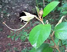 Largo estípite de la flor de Helicteres