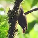 Picolezna estriado en São Luiz do Paraitinga - SP - Brasil