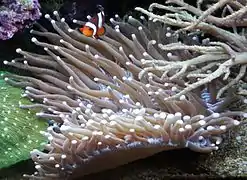 Amphiprion ocellaris en H. actiniformis, en acuario de arrecife