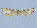 Hellinsia cajanuma