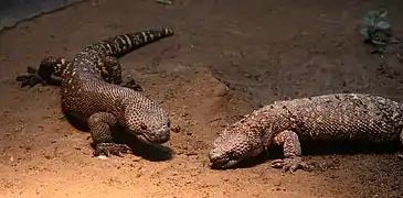 Lagarto enchaquirado (Heloderma horridum)