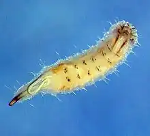 Helophilus pendulus: queresa (larva)