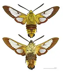 Hemaris fuciformis