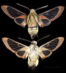 Hemaris thetis