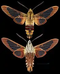 Hemaris thysbe
