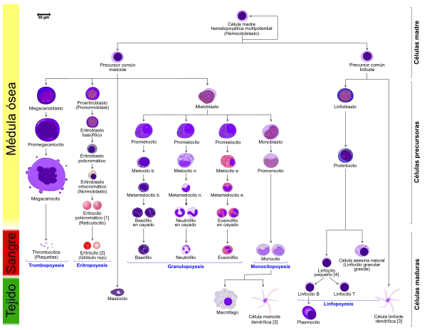 Linaje más completo.