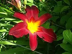 Hemerocallis ssp.