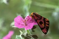 Adulto en una flor