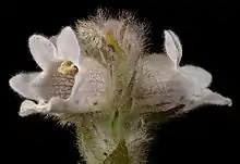 Hemiphora (Hemiphora bartlingii)