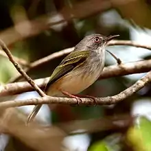 Hemitriccus margaritaceiventer Pearly-vented Tody-tyrant