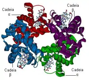 Hemoglobina: formada por cuatro subunidades proteicas y cuatro grupos prostéticos hemo, en los que se encuentran los átomos de hierro.