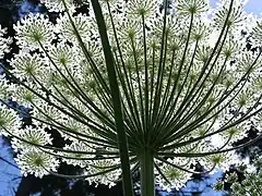 Heracleum mantegazzianum