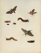 Insectos, Museo del Louvre, París