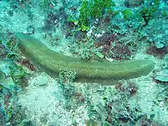 H. limax, de 30 cm de largo, a 22 m de profundidad, en isla Lizard, Australia