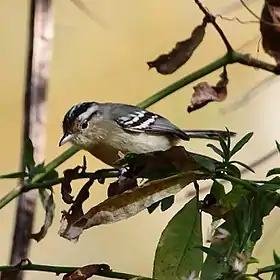 Tiluchi plomizo (Hembra) en Dourado - SP - Brasil