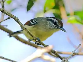 Tiluchi ala roja (Hembra) en Bertioga - SP - Brasil