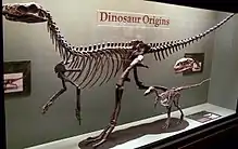 Esqueleto completo de un dinosaurio carnívoro primitivo, expuesto en una urna de vidrio en un museo