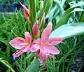 Hesperantha coccinea en el Walter Sisulu NBT.