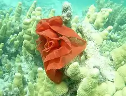 Puesta de huevos de Hexabranchus sanguineus en el noroeste de las islas Hawái.