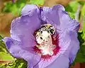 B. ruderatus en Hibiscus syriacus