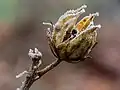 Rosa cubierta de escarcha de nieve