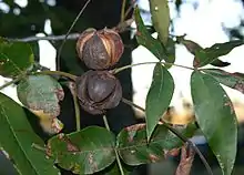 Trima de Carya, otra juglandácea.