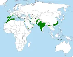 Área de distribución de A. fasciataT. Mebs und D. Schmidt: Die Greifvögel Europas, Nordafrikas und Vorderasiens. Franckh-Kosmos, Stuttgart, 2006. ISBN 3-440-09585-1 and J. Ferguson-Lees, D. A. Christie: Raptors of the World. Christopher Helm, London 2001. ISBN 0-7136-8026-1