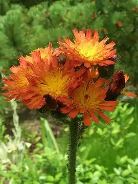 Hieracium aurantiacum