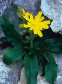 Hieracium lucidum