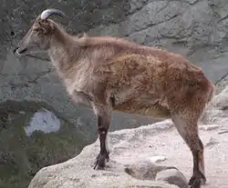 tahr Del Himalaya