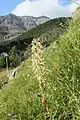 Orquídea del lagarto con la Peña Las Pintas al fondo